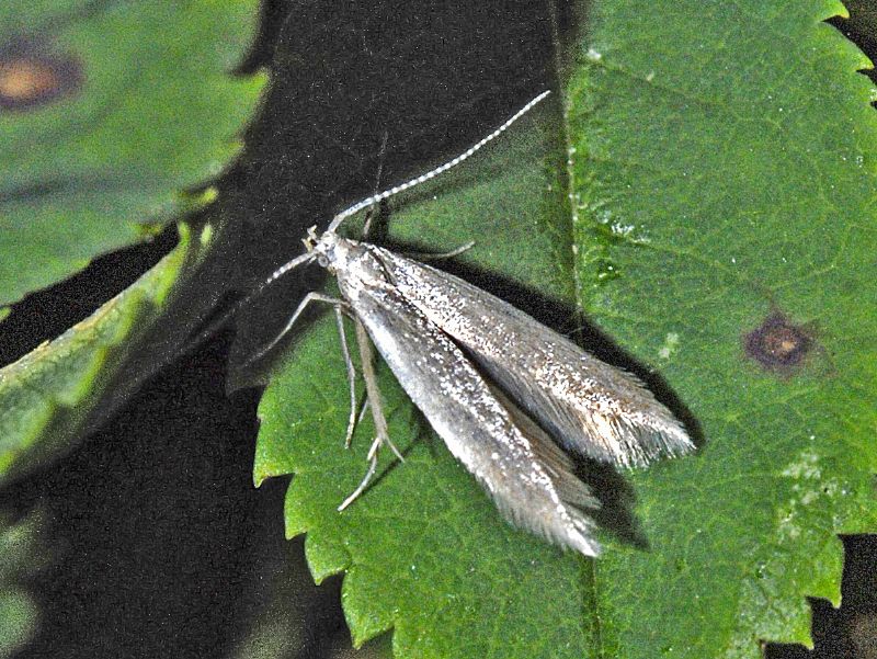 Un microlepidottero bianco dai palpi ricurvi